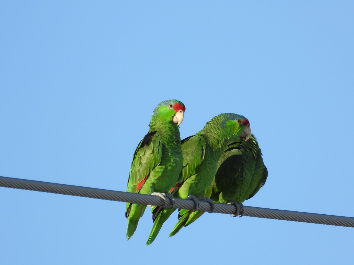 Red-crowned Amazon - ML647443364
