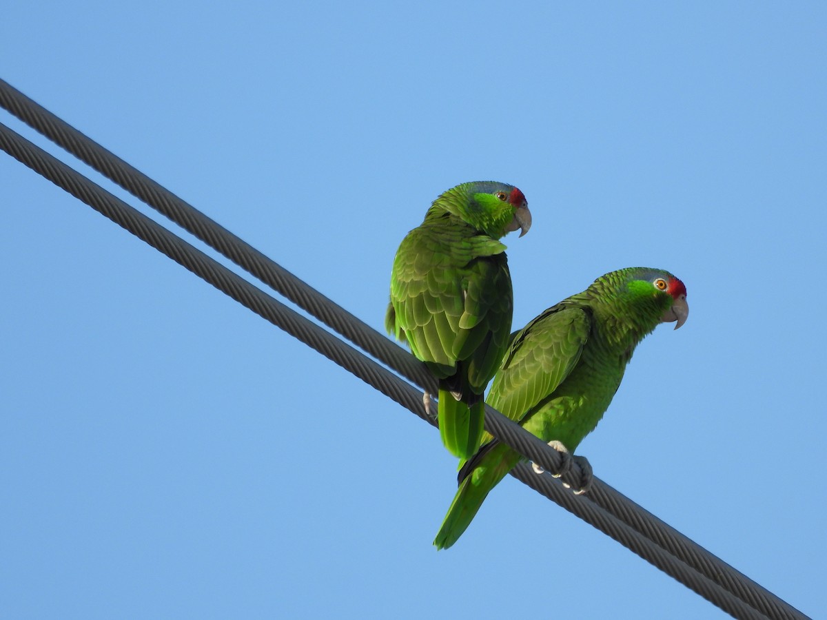 Red-crowned Amazon - ML647443365