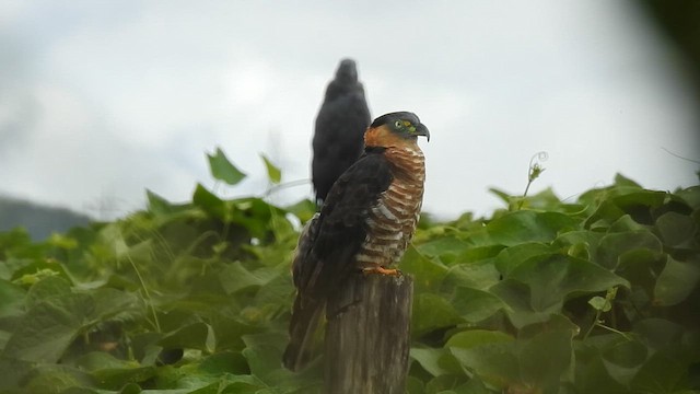 Hook-billed Kite - ML647443372