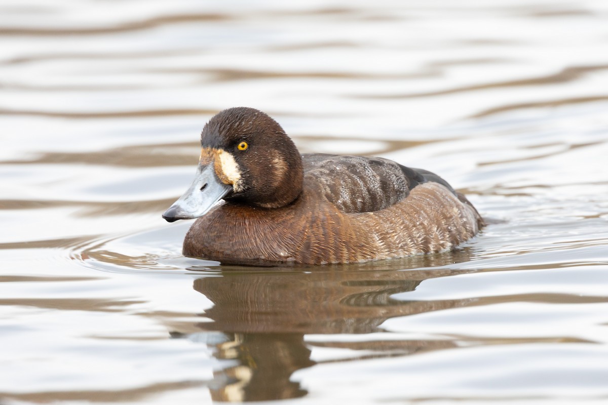 Greater Scaup - ML647443373