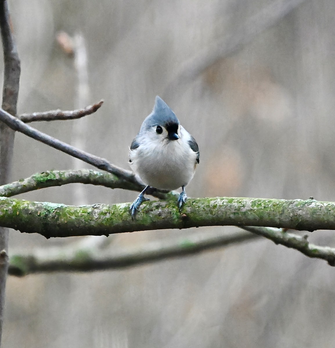 Tufted Titmouse - ML647443382