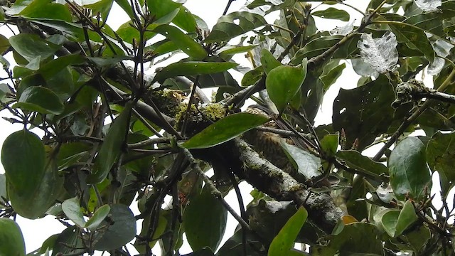 Жовна смугастобока - ML647443401