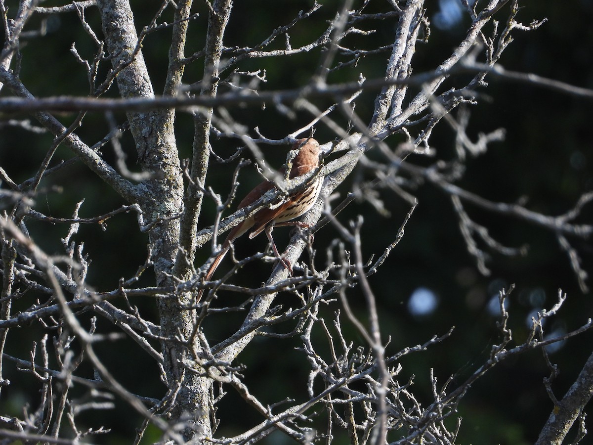 brunspottefugl - ML647443415