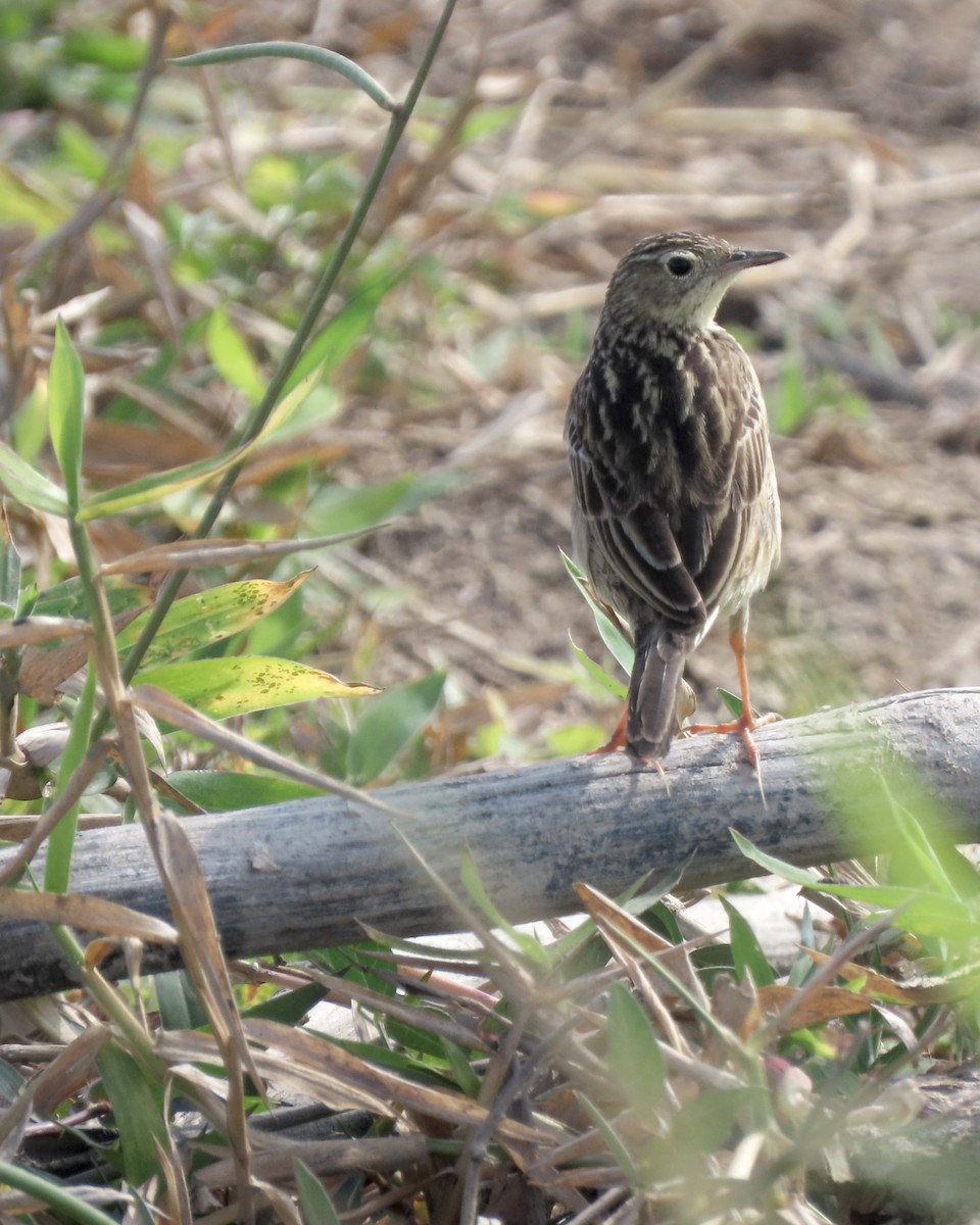 Yellowish Pipit - ML647443418