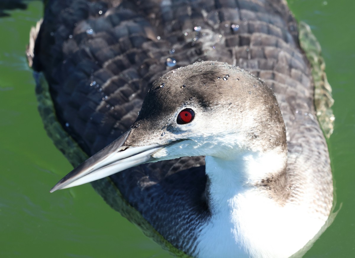 Common Loon - ML647443419