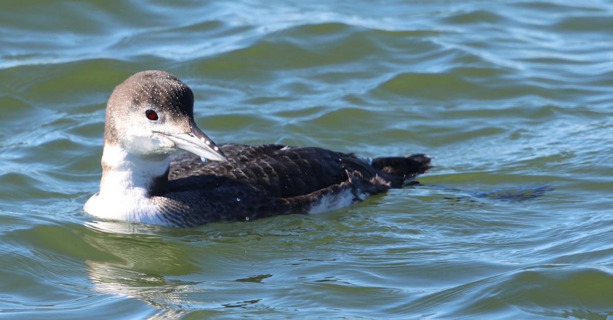 Common Loon - ML647443423
