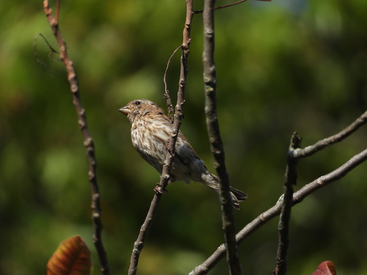 ムラサキマシコ - ML647443425