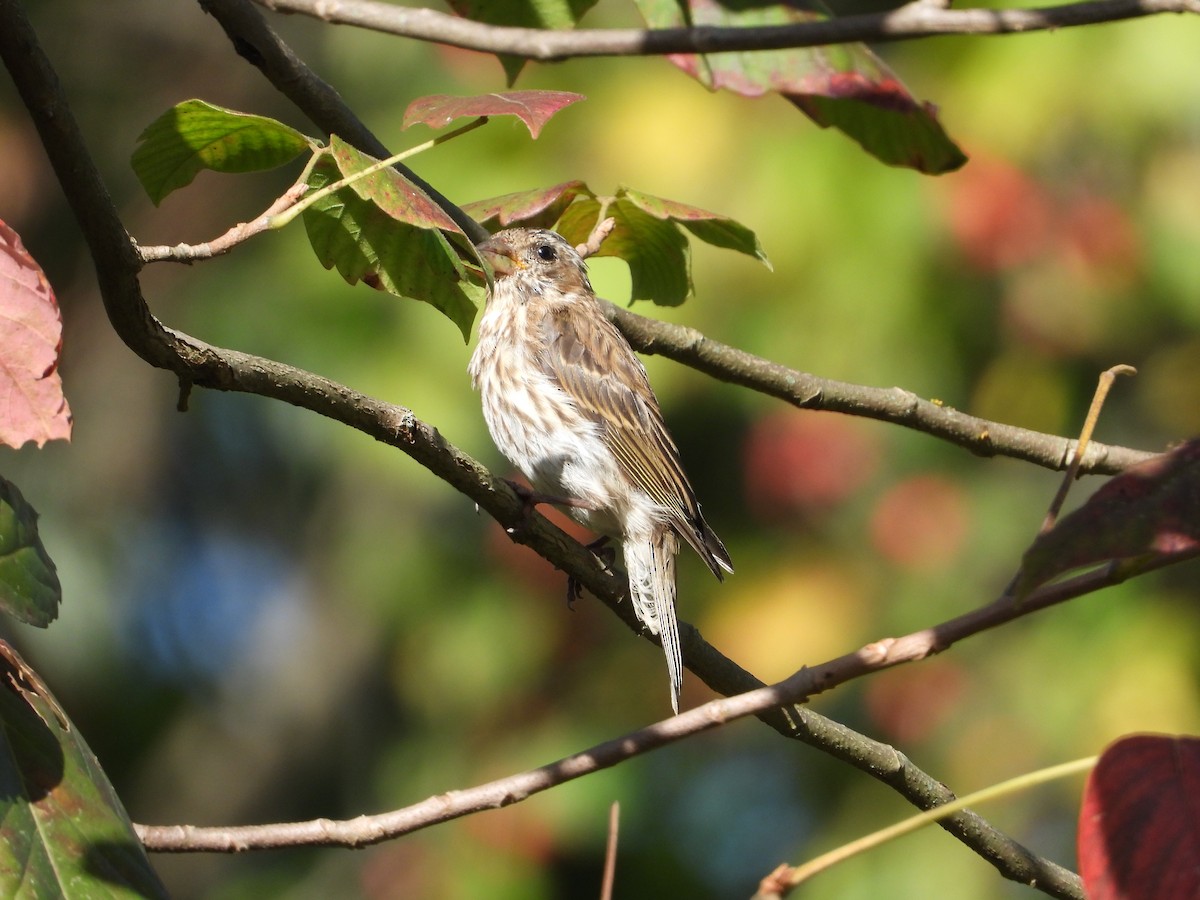 ムラサキマシコ - ML647443427