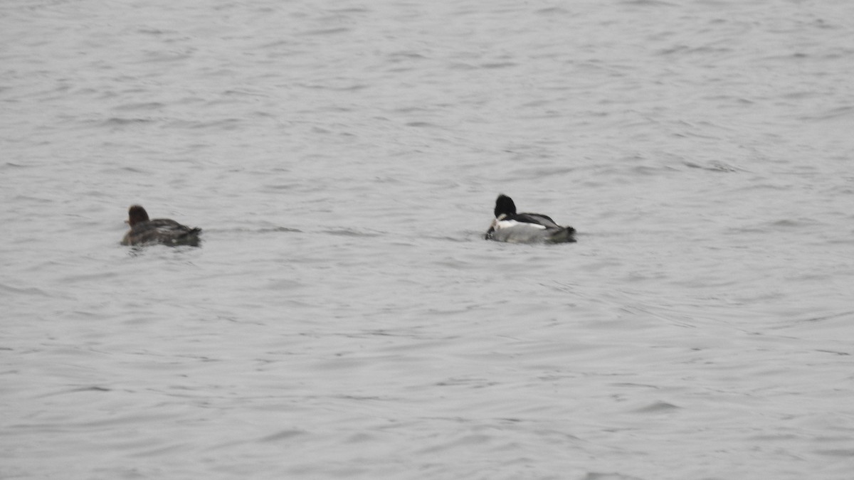 Serreta Mediana - ML647443437