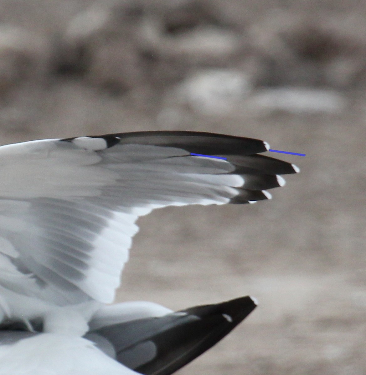 Vega Gull - ML647443440