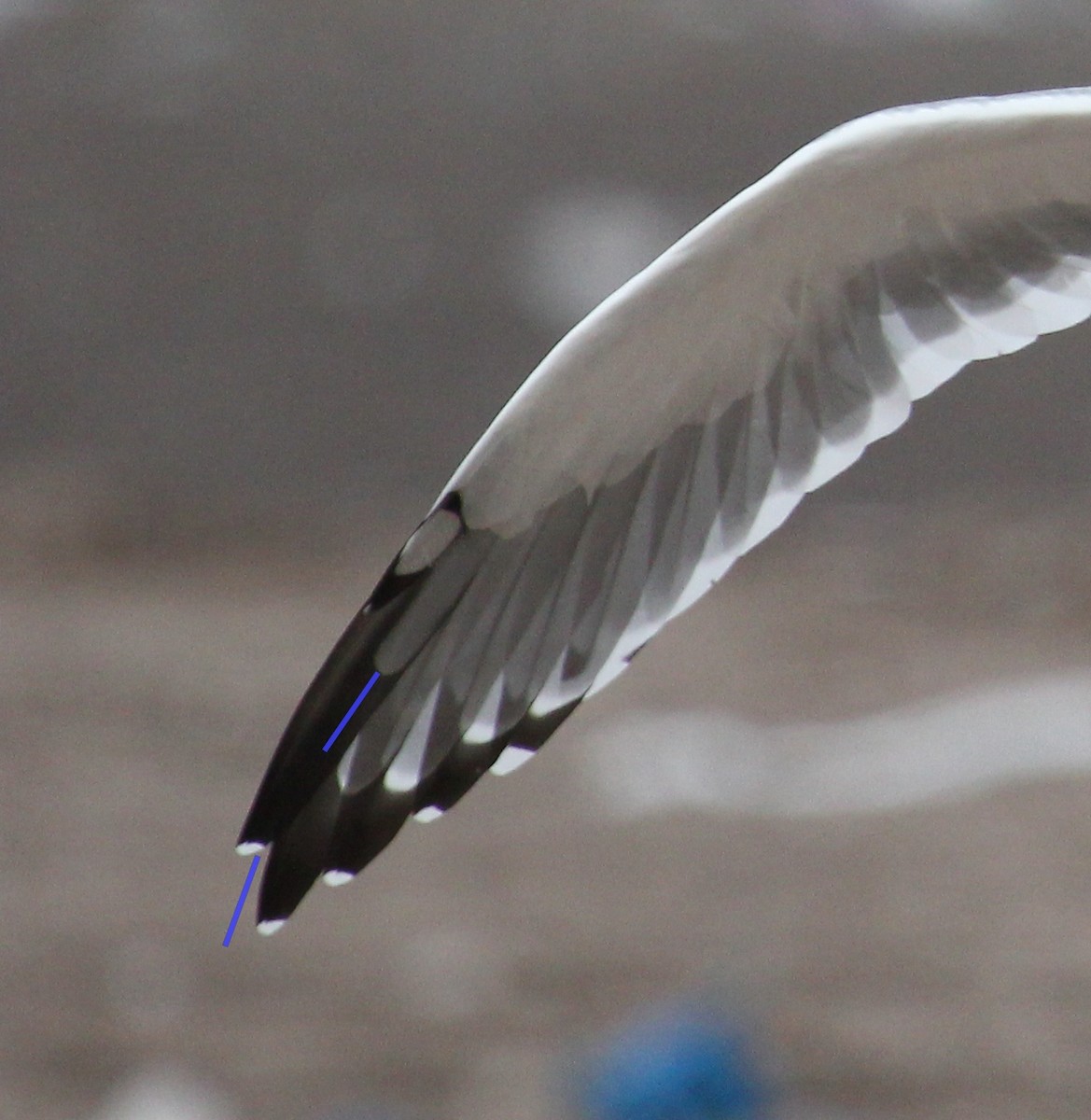 Vega Gull - ML647443443