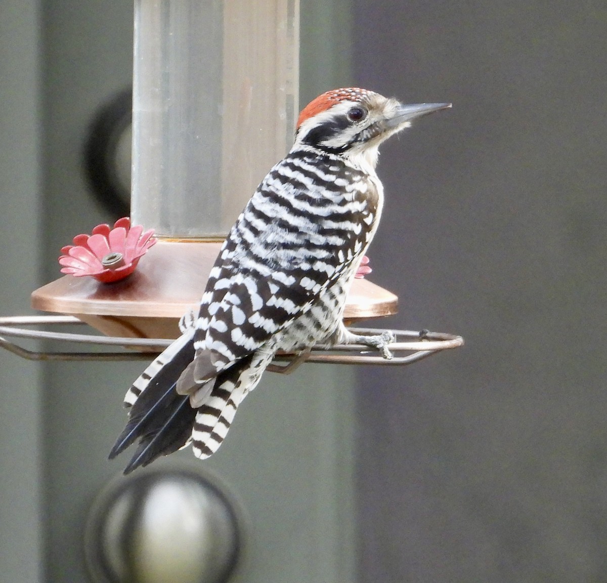 Ladder-backed Woodpecker - ML647443446