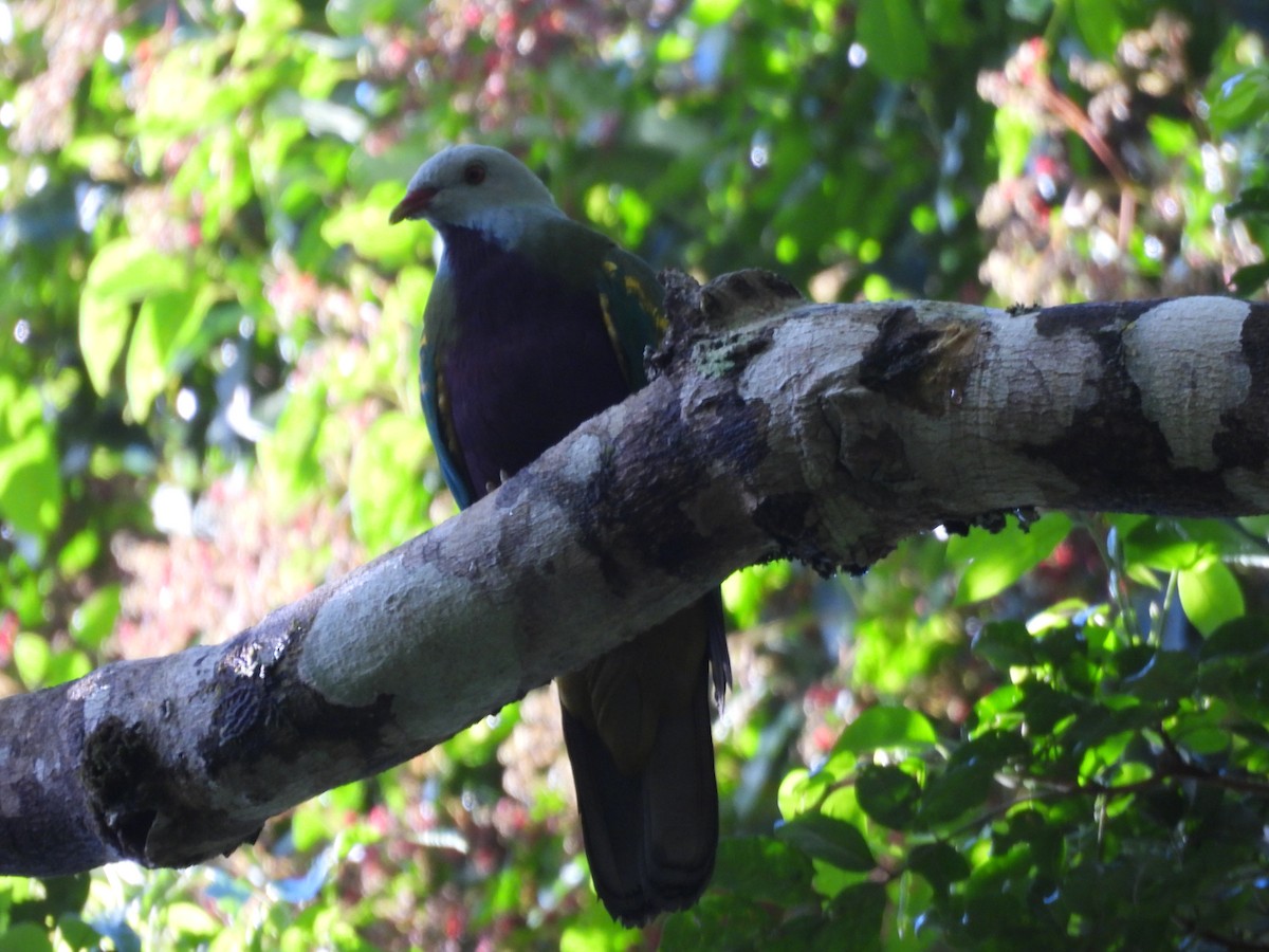 Wompoo Fruit-Dove - ML647443450