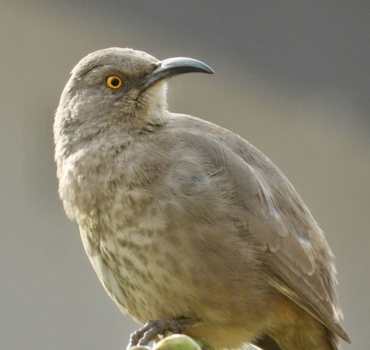 Curve-billed Thrasher - ML647443451
