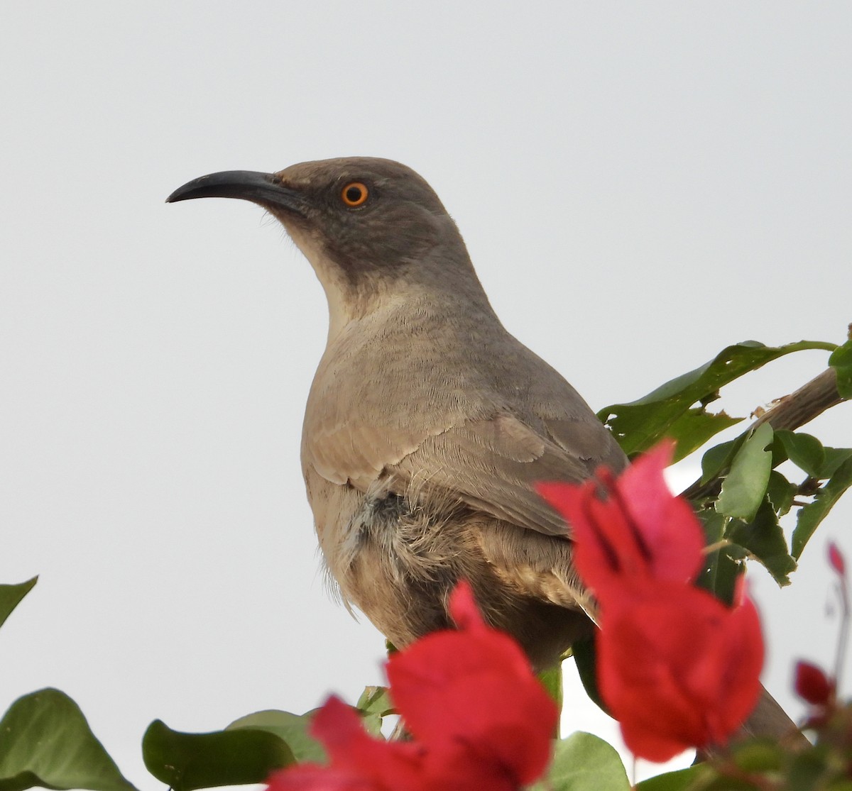 Curve-billed Thrasher - ML647443452