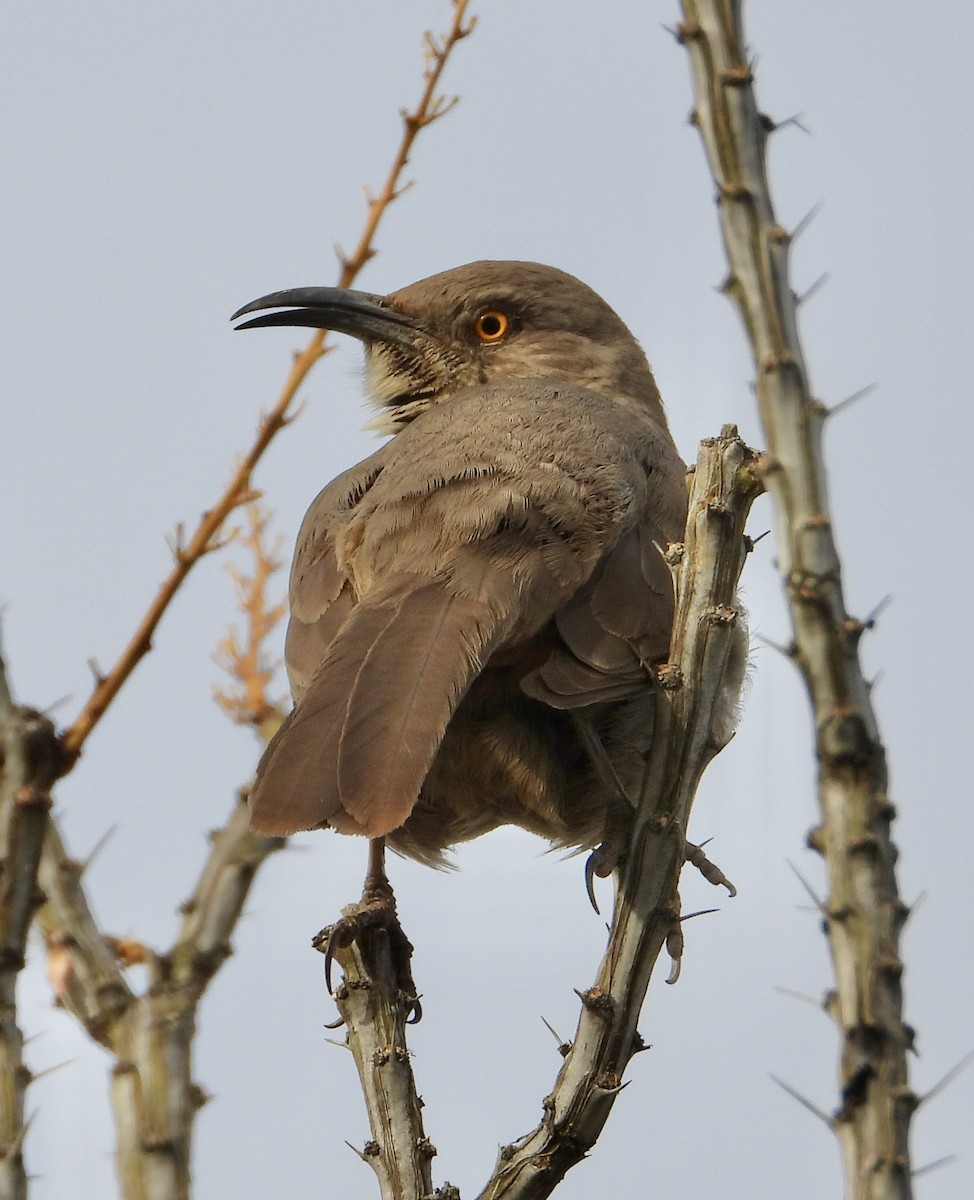Curve-billed Thrasher - ML647443453