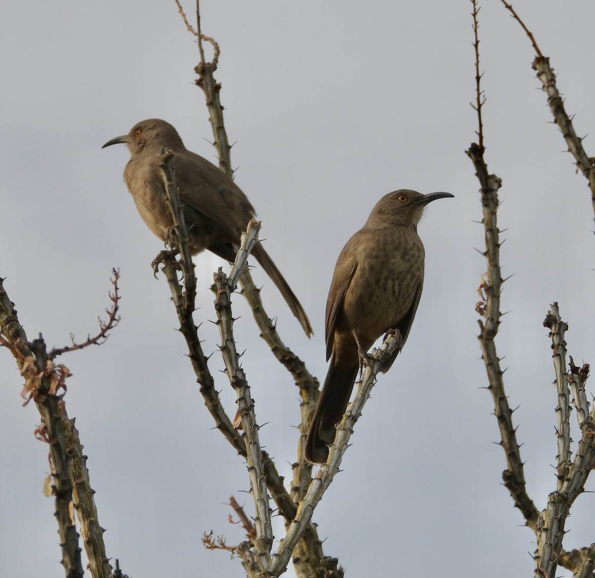Curve-billed Thrasher - ML647443454