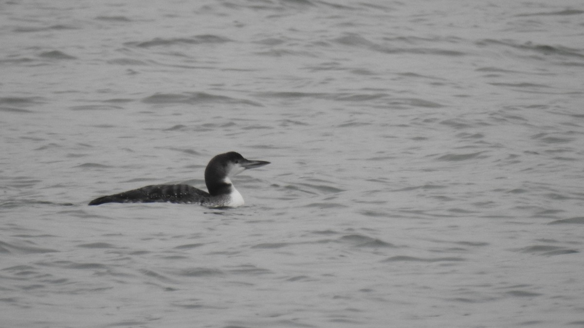 Common Loon - ML647443455
