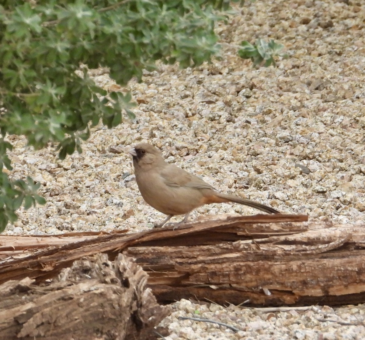Abert's Towhee - ML647443459