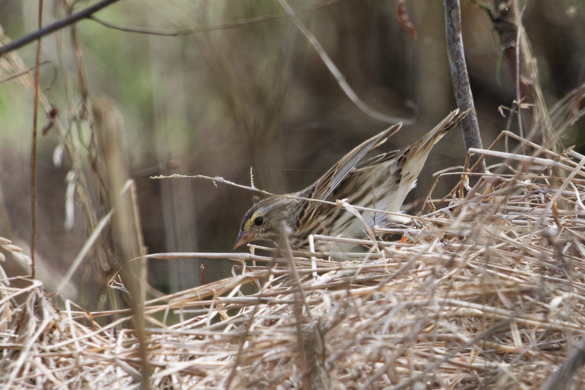 Savannah Sparrow - ML647443468