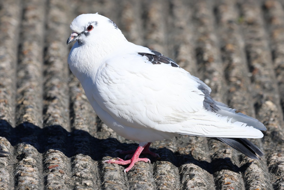 Kaya Güvercini (evcil tip) - ML647443470