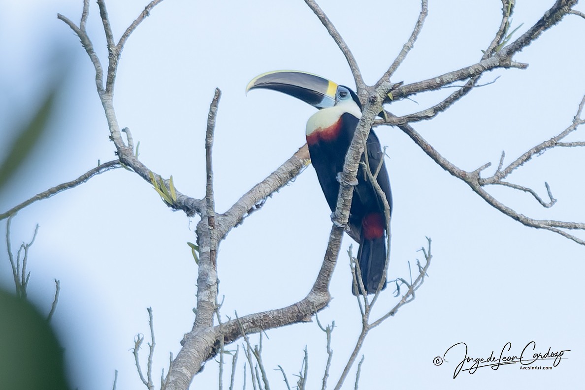 White-throated Toucan - ML647443471