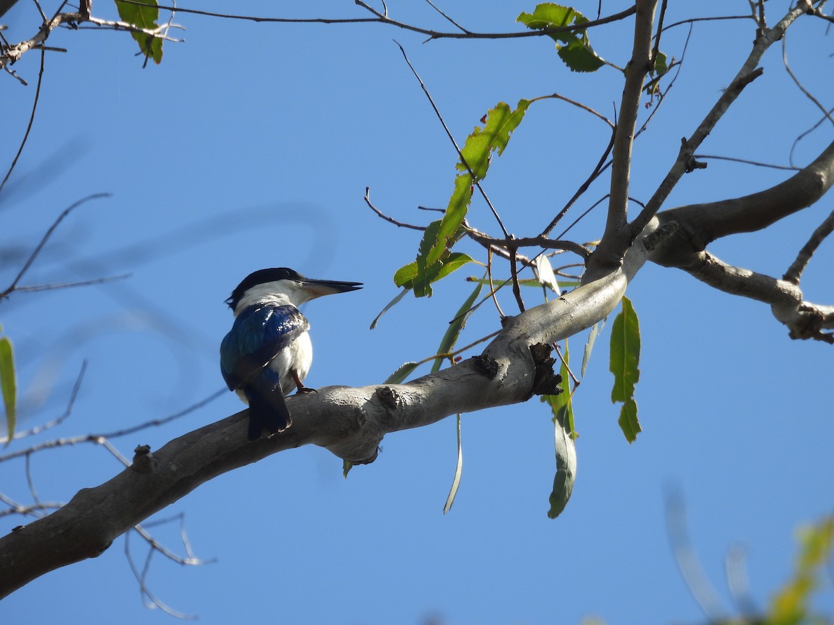 Forest Kingfisher - ML647443472
