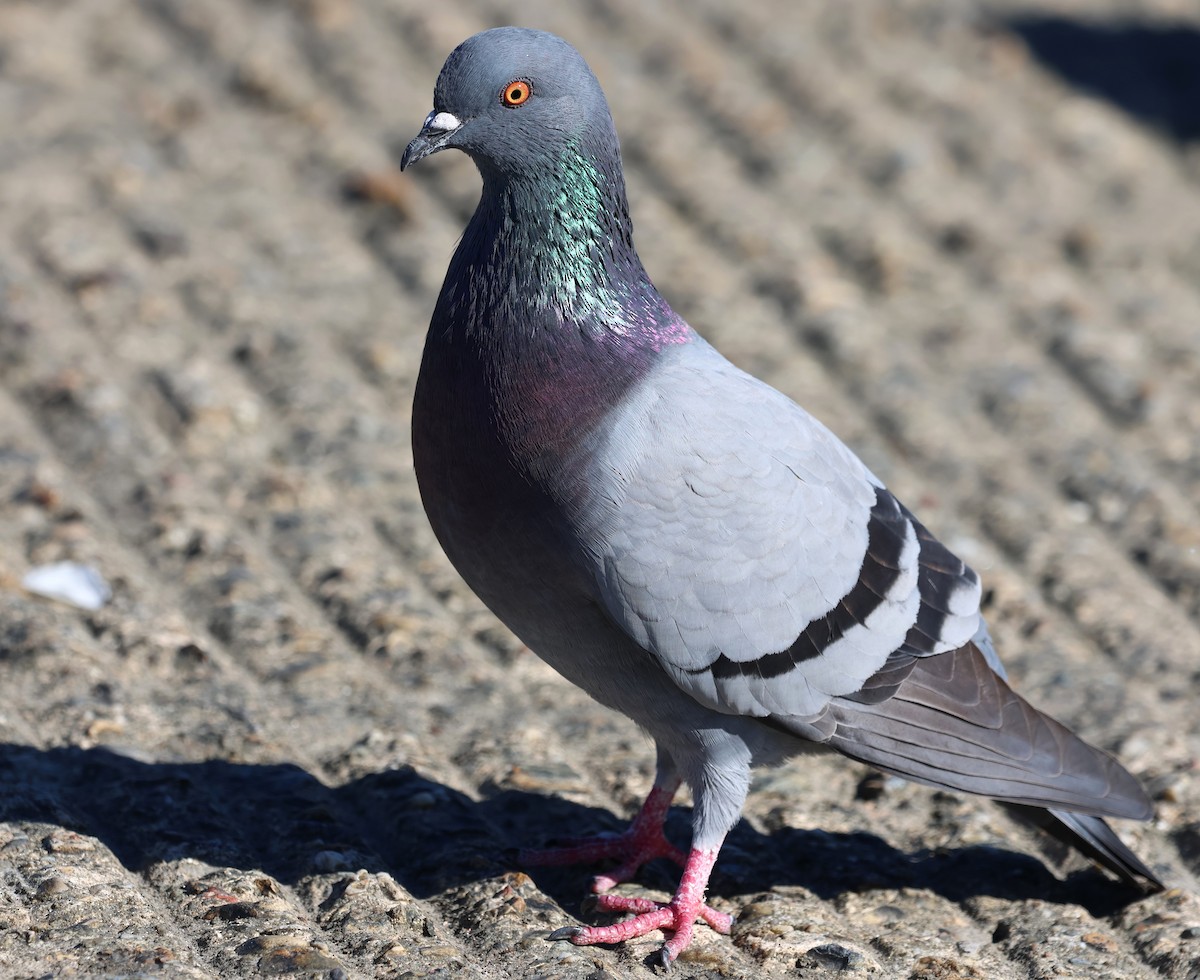 Kaya Güvercini (evcil tip) - ML647443473