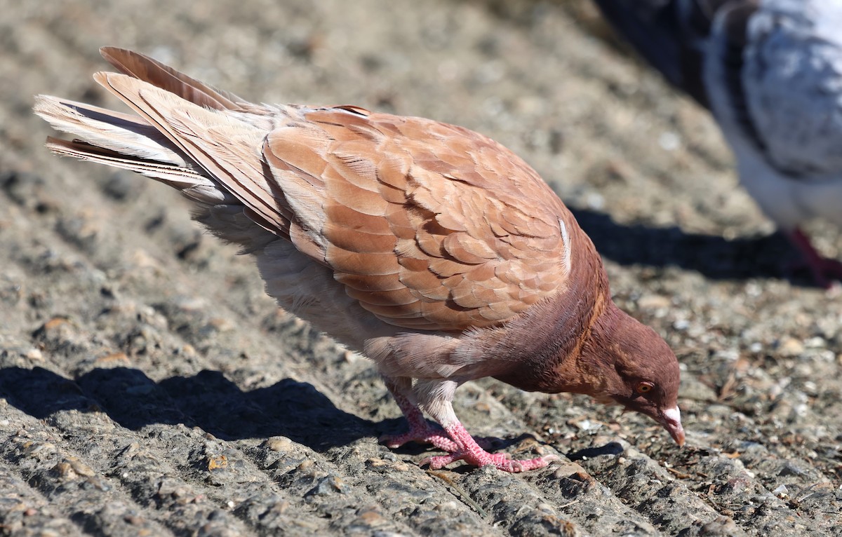 Kaya Güvercini (evcil tip) - ML647443475