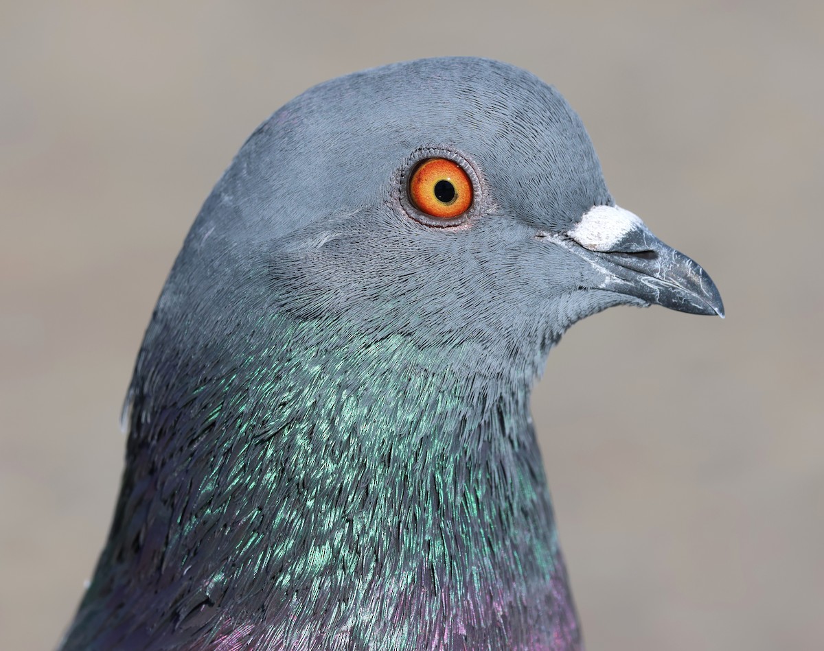 Kaya Güvercini (evcil tip) - ML647443477