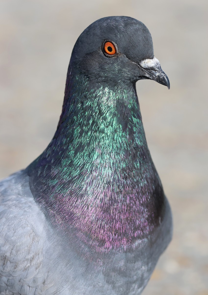 Kaya Güvercini (evcil tip) - ML647443478