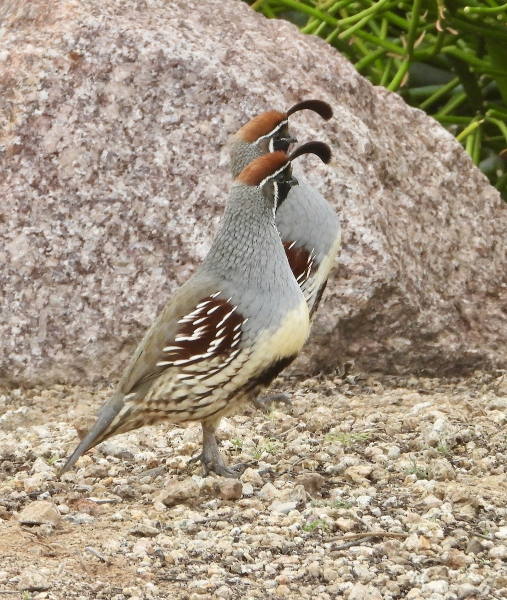 Gambel's Quail - ML647443484