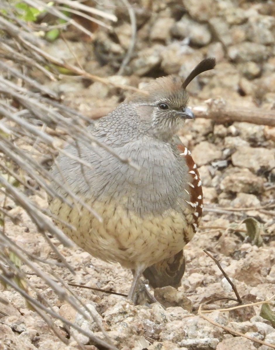 Gambel's Quail - ML647443485