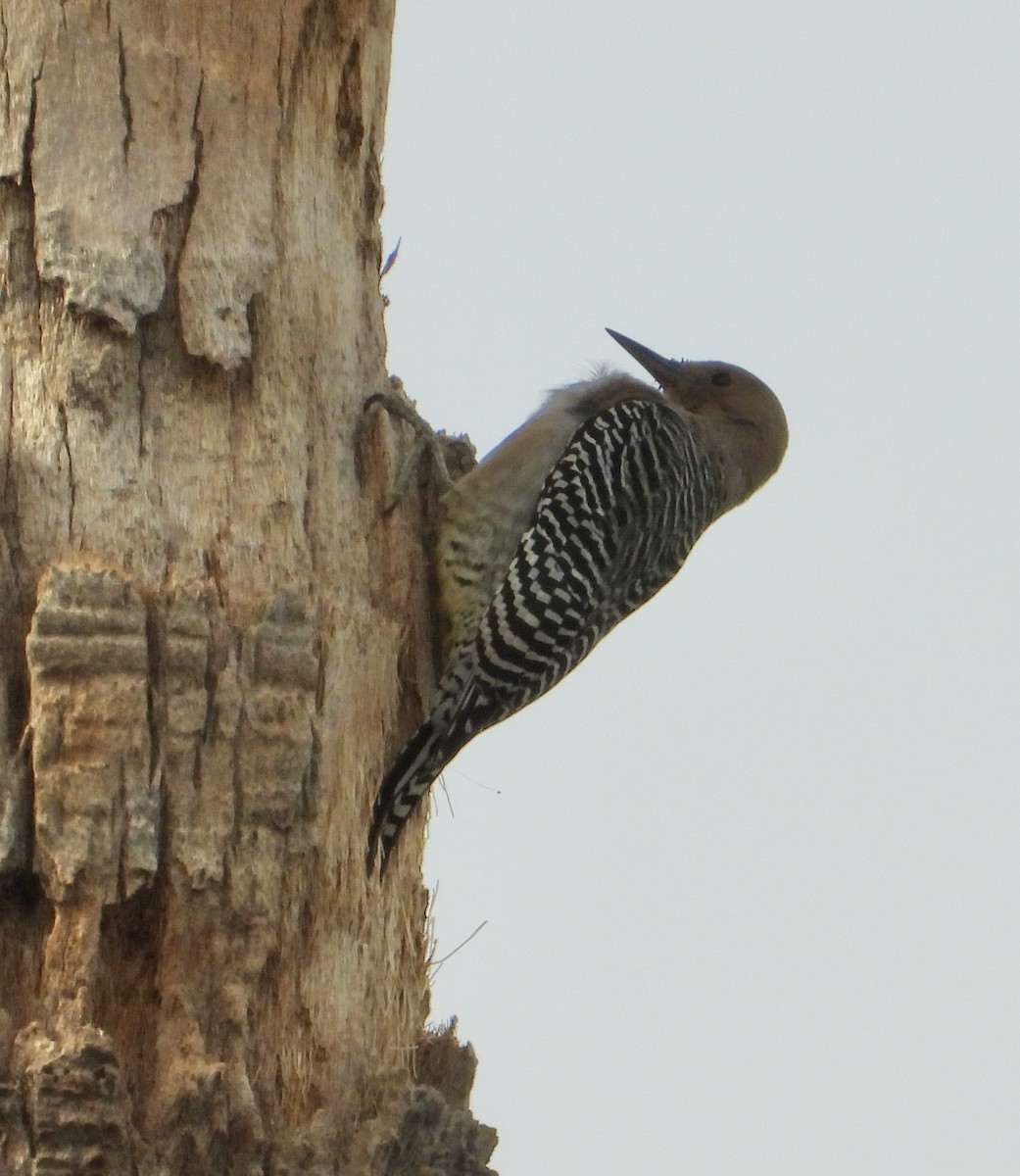 Gila Woodpecker - ML647443487