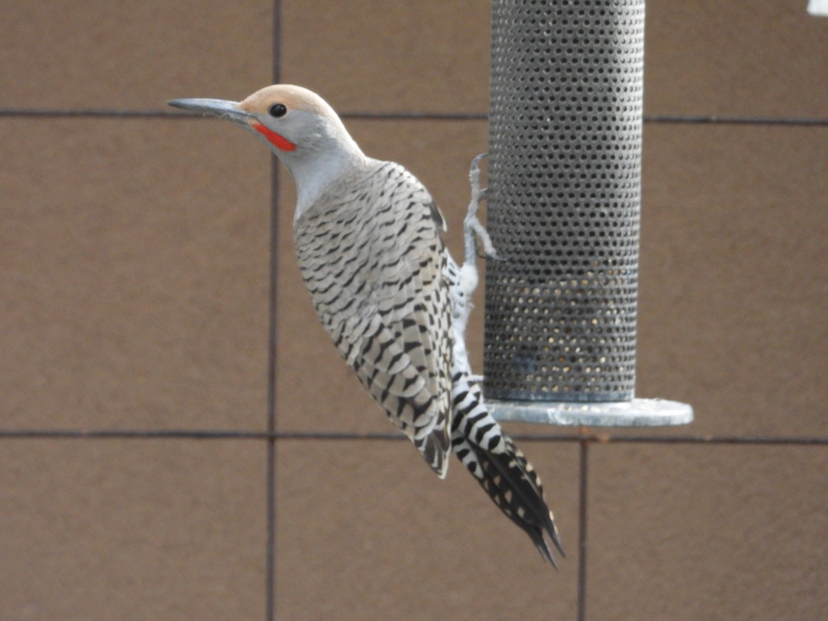 Gilded Flicker - ML647443494