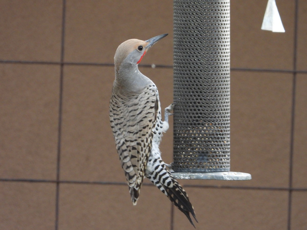 Gilded Flicker - ML647443495