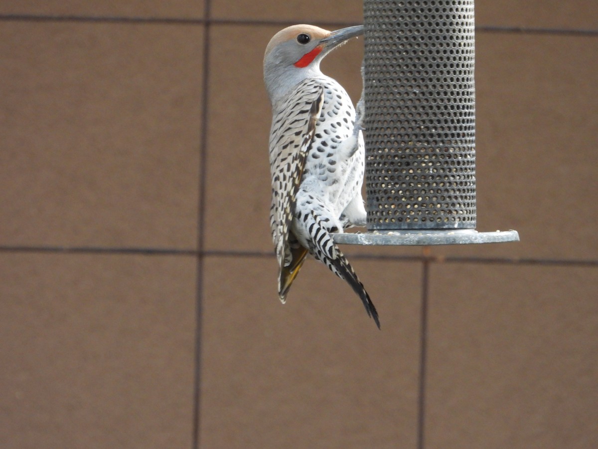 Gilded Flicker - ML647443496