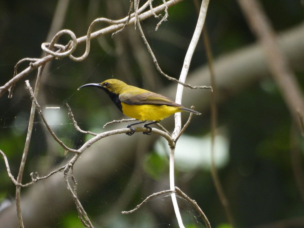 Sahul Sunbird - ML647443499