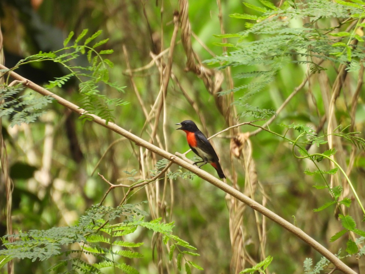 Mistletoebird - ML647443505