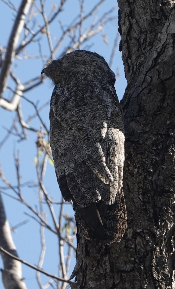 potu velký - ML647443518