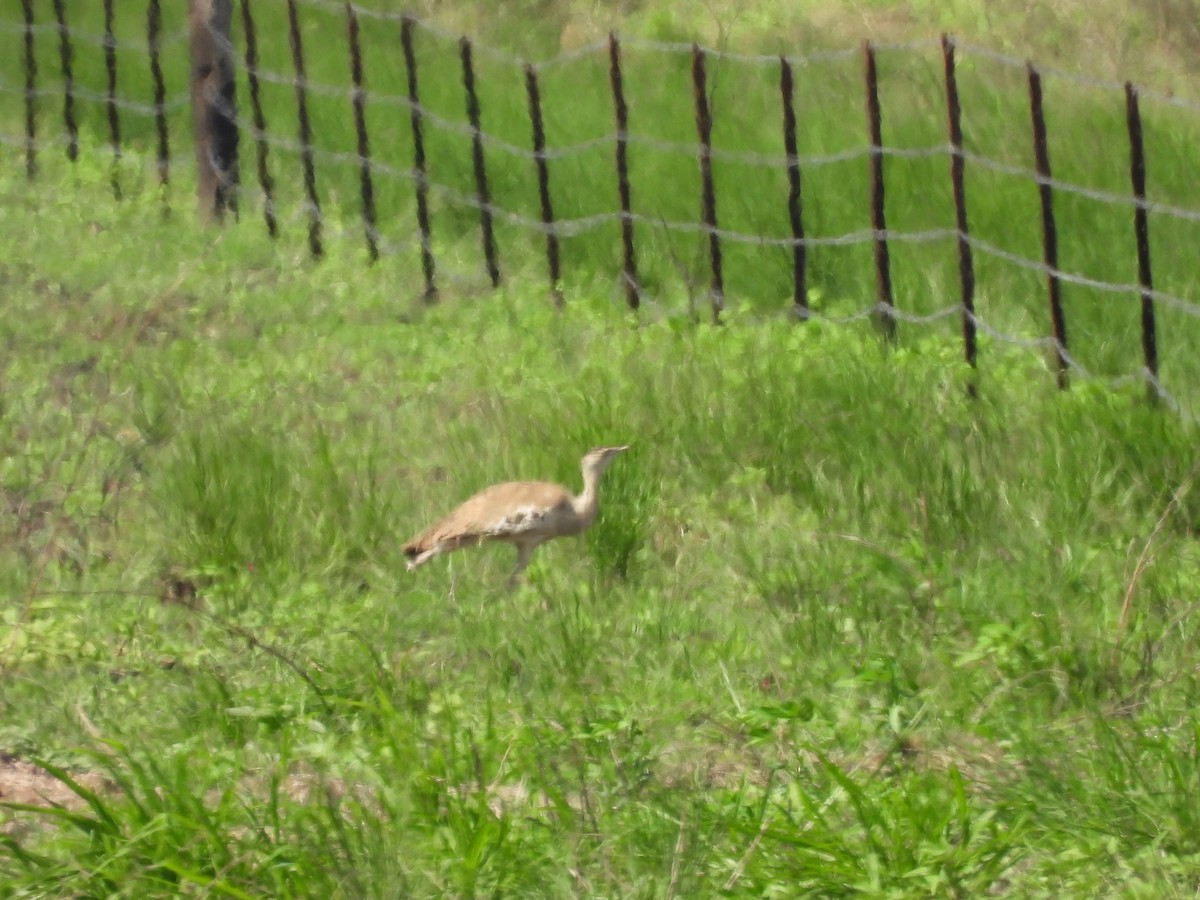 Australian Bustard - ML647443522