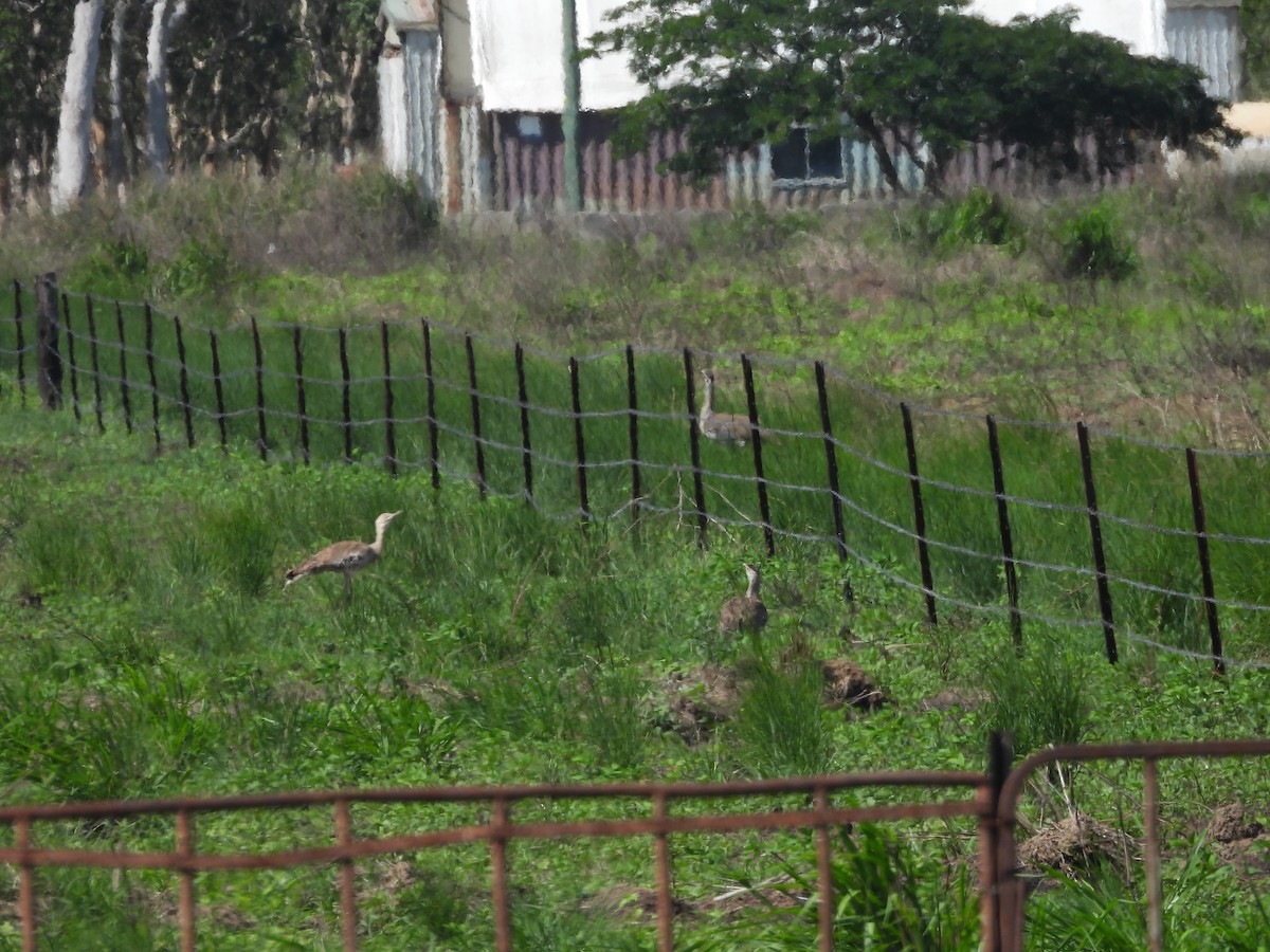Australian Bustard - ML647443523