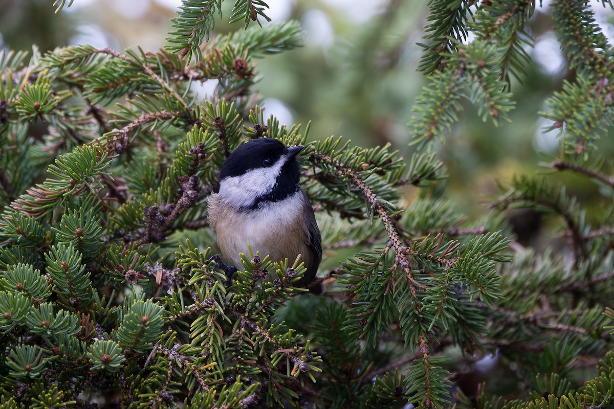 Black-capped Chickadee - ML647443524
