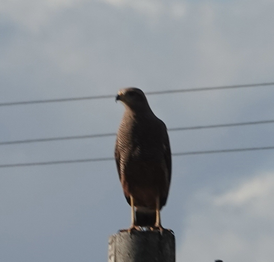 Busardo Sabanero - ML647443536