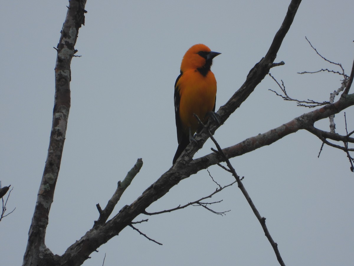 Altamira Oriole - ML647443541