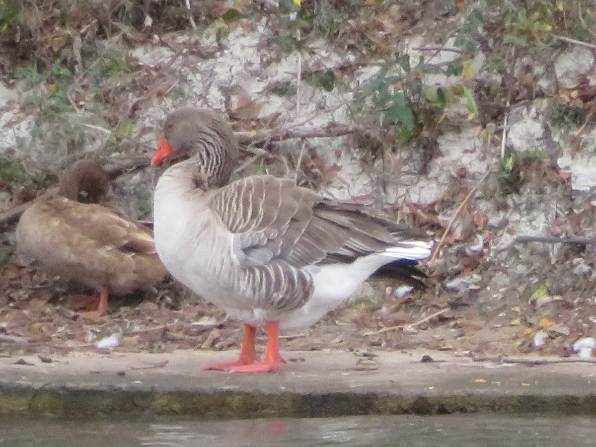 Boz Kaz (evcil tip) - ML647443549