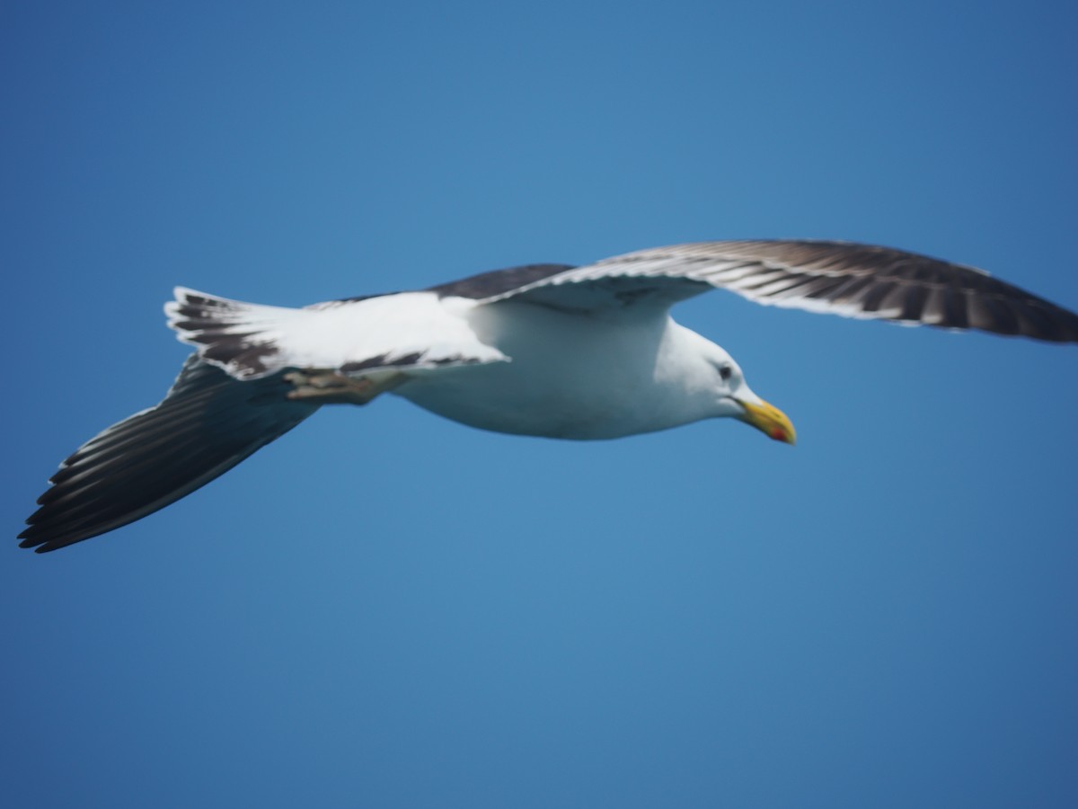 Kaio domingotarra - ML647443550