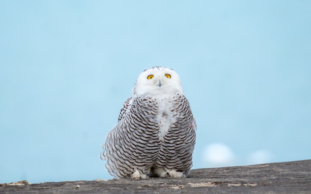 לילית שלג - ML647443554