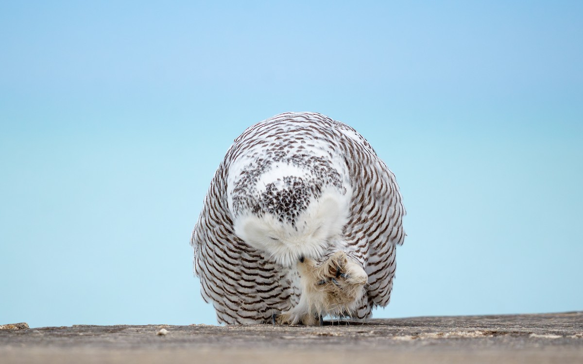 לילית שלג - ML647443555