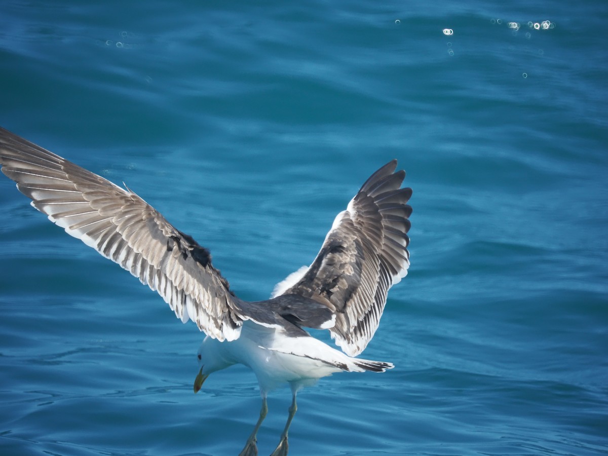 Kaio domingotarra - ML647443556